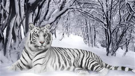 🔥 Free Download White Tiger Background Hd Wallpaper Pulse by @dmanning ...