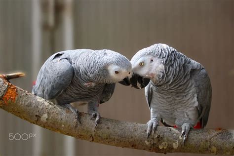 How to Train an African Grey Parrot Not to Bite - Featherland Bird Cage