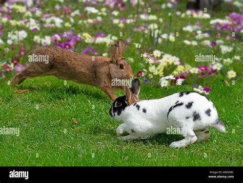 Domestic rabbit. Two rabbits playing on a meadow with flowering ...