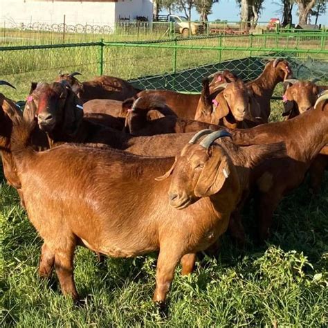 For Selling Kalahari red goats – Inland Finder