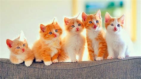 Kitten 1080P, 2K, 4K, 5K HD wallpapers free download | Wallpaper Flare