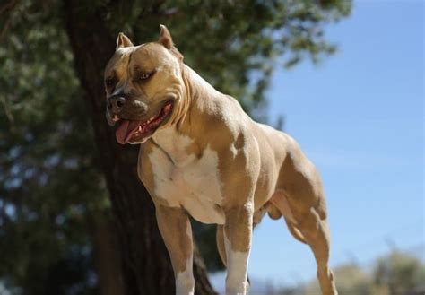 Discover 4 of the 10 Stinkiest Dog Breeds That Fart a Lot - AZ Animals