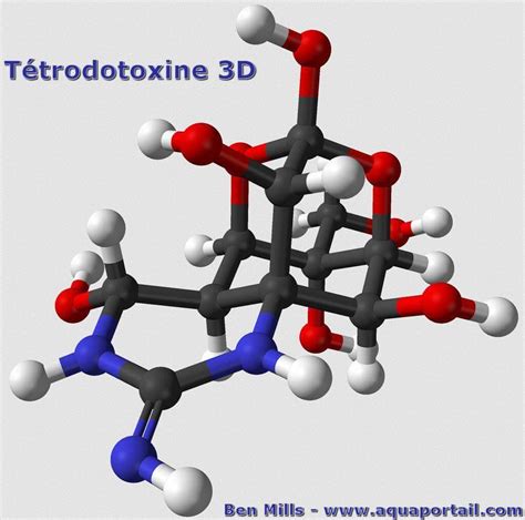 Tétrodotoxine : définition et explications