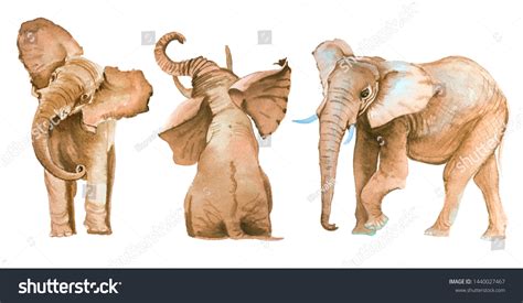 Best Elephant Trunk Watercolor Royalty-Free Images, Stock Photos ...