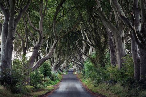 Dark Hedges, Northern Ireland - Unique Places Around The World - WorldAtlas