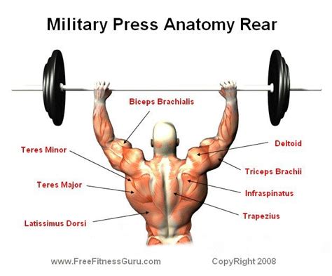 rear military press anatomy Power Training, Weight Training, Strength ...