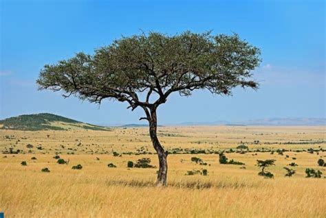 Savanna Biome: Location, Climate, Temperature, Soil, Plants and Animals ...