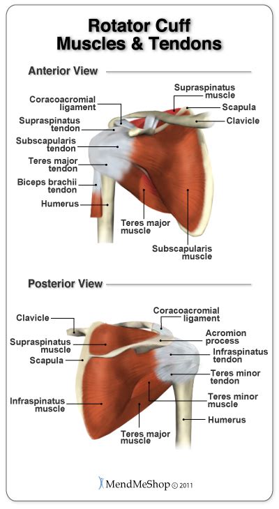 FST - Функционально-силовой тренинг: Rotator Cuff and Shoulder Anatomy