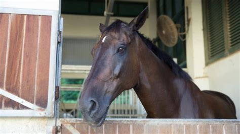 What Horses Need in Their Stall. 6 Stable Design Tips.