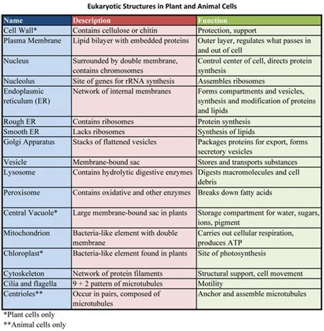 Organelles and functions | Biology college, Teaching biology ...