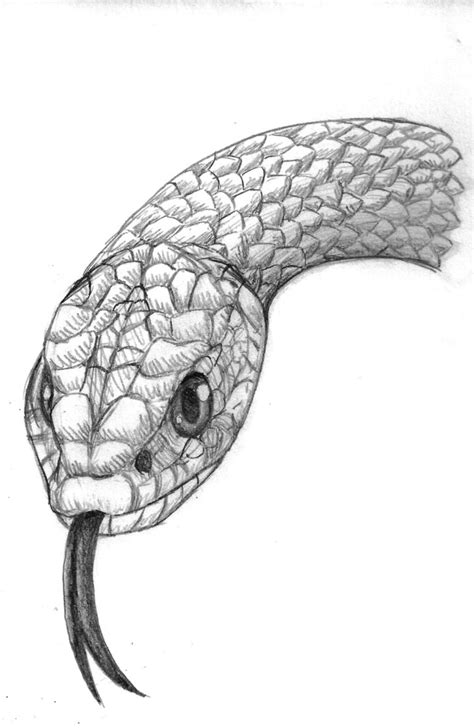 1000+ images about Reptile drawings on Pinterest | How to draw, Chinese ...