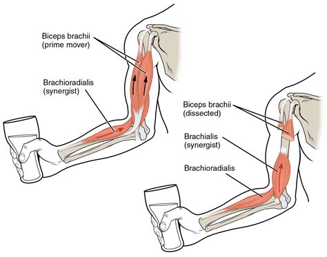 9.7 Interactions of Skeletal Muscles, Their Fascicle Arrangement, and ...