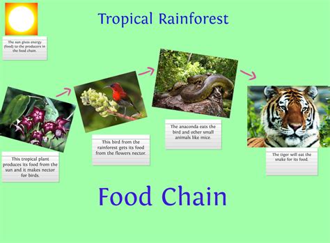 Food Chains - Tropical rainforest