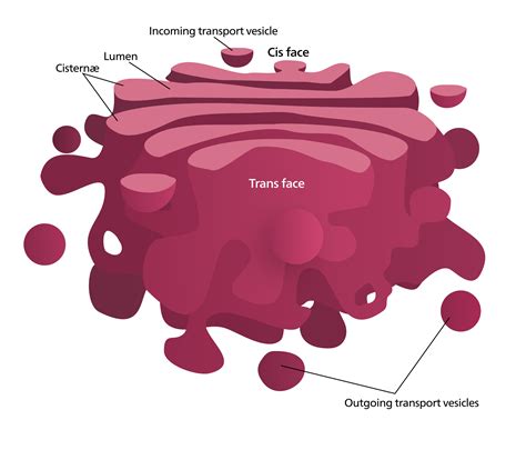 Golgi Apparatus Diagram - Nehan Niki