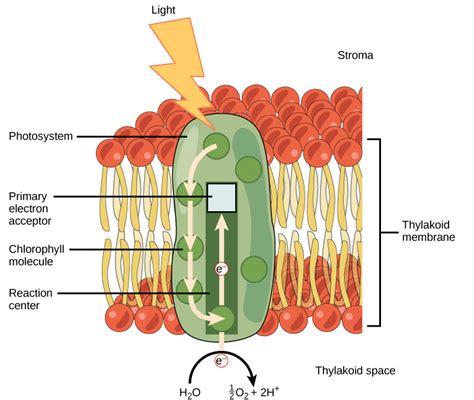 The Light-Dependent Reactions of Photosynthesis | Biology for Non-Majors I