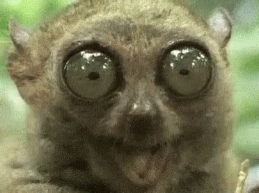 Tarsier GIFs | Tenor