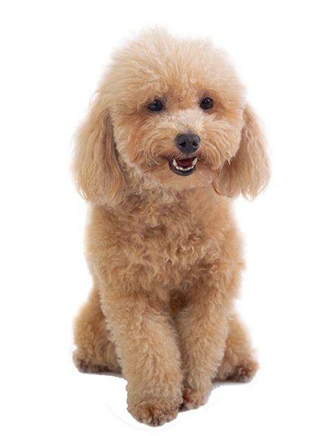 Bảng giá chó Poodle mới nhất 2021 | Poodlefamily