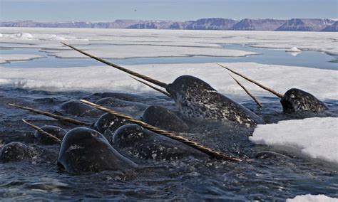 Narwhal Tusks Reveal Effects of Climate Change and Mercury in the Arctic