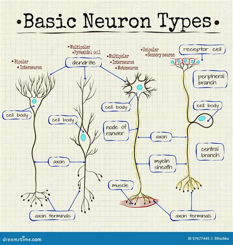 Basic types of neurons stock vector. Illustration of nerve - 57677445