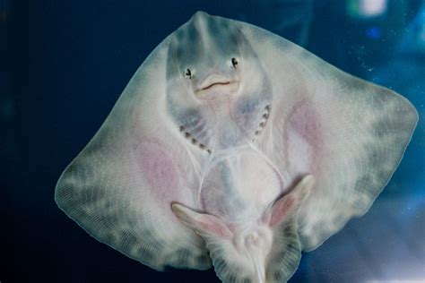 Do Manta Rays Smile? And What's the Deal with Giggling Sting Rays ...