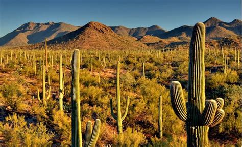 Welcome to Saguaro National Park