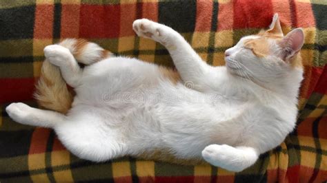 Cat Sleeping Upside Down on a Blanket. Stock Image - Image of funny ...