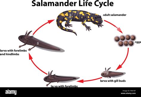 Salamander life cycle concept illustration Stock Vector Image & Art - Alamy