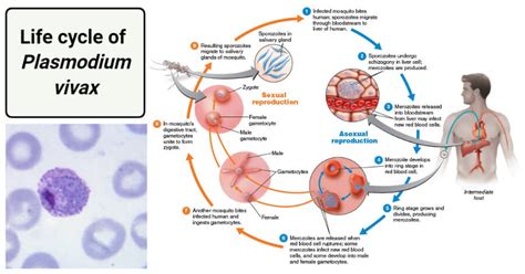 Plasmodium vivax- Life Cycle in Man and in Mosquito