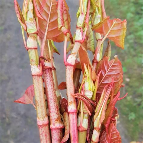 Tricks for making Japanese Knotweed edible - Wild Walks Southwest