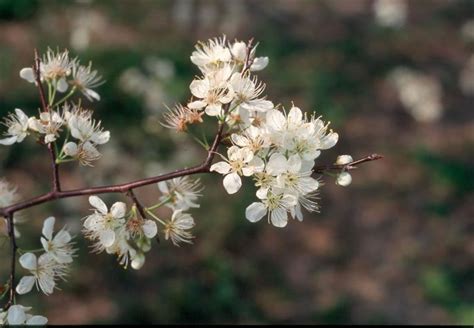 Prunus americana / prunus_americana_flower.jpg