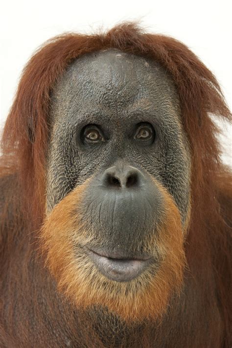 Orangutan Images