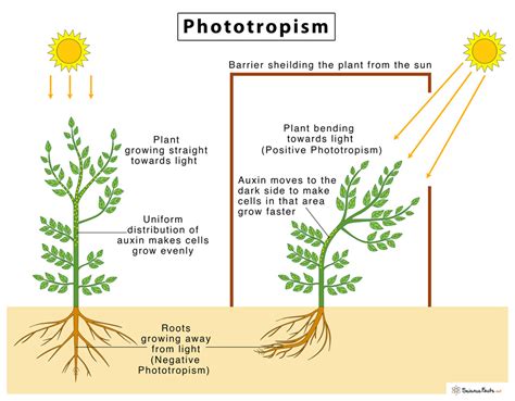 Phototropism – Definition and Steps With Diagram