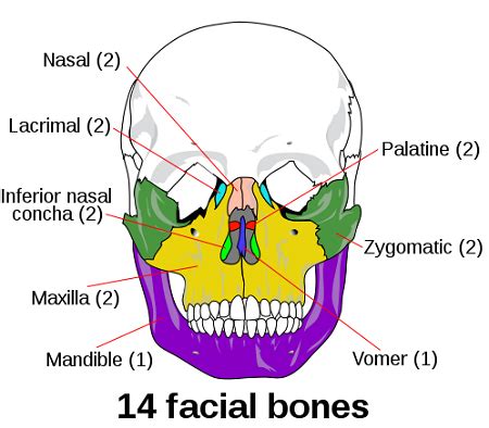 Bones of the Face Anatomy | Names, Functions & Location - Lesson ...