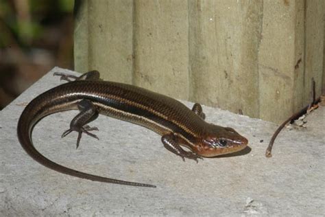 Southeastern Five-Lined Skink Facts, Habitat, Diet, Life Cycle, Baby ...