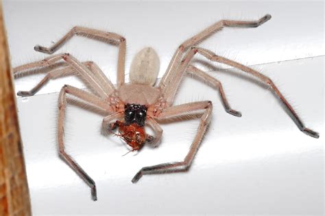 File:Huntsman spider with meal.jpg - Wikimedia Commons