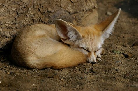 Picture 11 of 12 - Fennec Fox (Vulpes Zerda) Pictures & Images ...