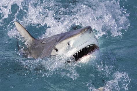 Red Sea: Tourists Witness Fatal Shark Attack in Egypt | SYFY WIRE