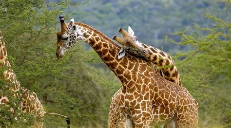 13 Days Uganda Primates & Wildlife Safari | Uganda wildlife tours