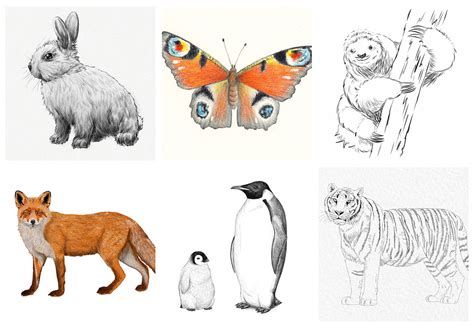 Go wild with our easy animals to draw! - Gathered