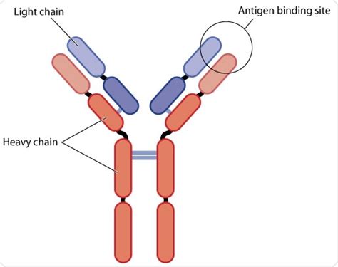 Antigen Antibody Reaction Diagram