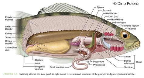 Internal Perch Anatomy - Anatomical Charts & Posters