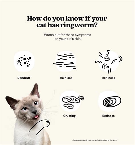 Ringworm in cats: symptoms and treatment