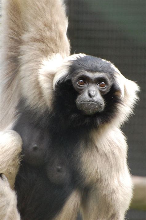 Pileated gibbon - Alchetron, The Free Social Encyclopedia