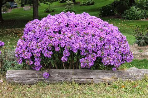 The Old Blue Bucket: Fall Asters