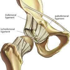 Iliofemoral Ligament - Structure, Function, Injury