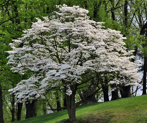 Tree of April 2021: Flowering Dogwood - TreesCharlotte