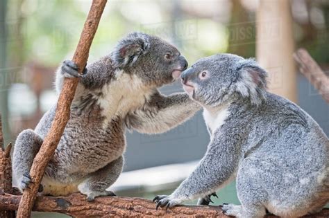 Two koala bears on branch, Lone Pine Sanctuary, Brisbane, Australia ...