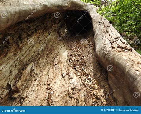 A Hollowed out Fallen Tree stock image. Image of deadtree - 147780327