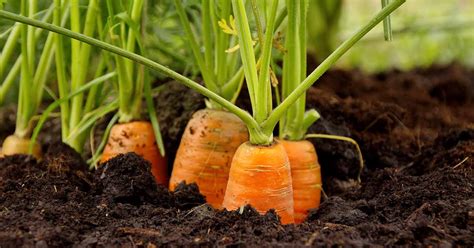 Troubleshooting and Preventing Carrot Growing Problems