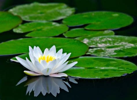 Water lilies overtaking your lake or pond? | Aquatic Solutions